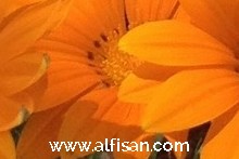 Empresa de jardinería en Humanes